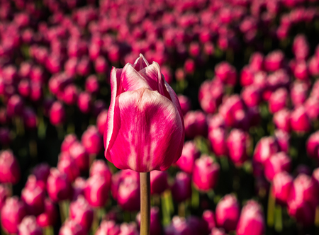Pink tulip stand out in fieldの写真素材