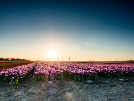 Pink tulips in field at sunriseの写真素材