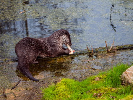 Close view of an otter eating his preyの写真素材