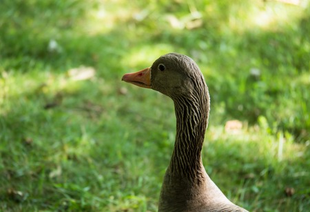 European greylag goose with a long neck stares at cameraの写真素材