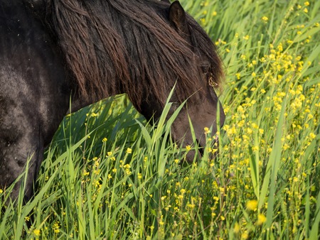 Konik horses and mostard seed in nature reserveの写真素材