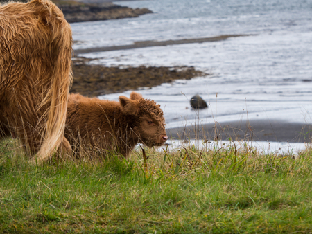 Highland cows on the Isle of Mullの写真素材