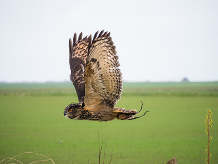 Eurasian Eagle Owl in flight over meadowの写真素材