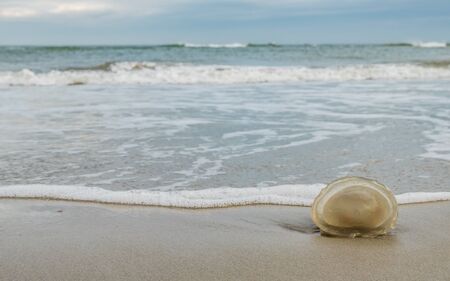 Jellyfish stranded on the Dutch Wadden Sea coastの写真素材