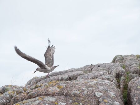 Herring gull lands on a rock along the coast of the Isle of Mull, Scotlandの写真素材
