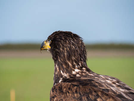 Immature American bald eagle against blue sky