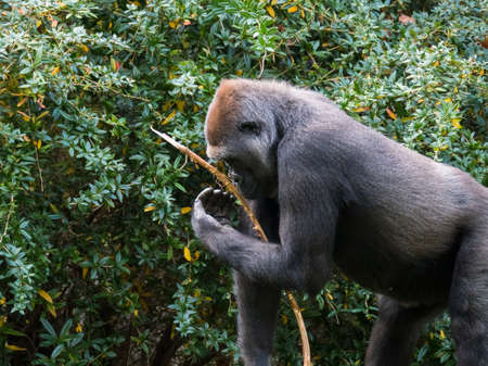 Western lowland gorilla holds a branch