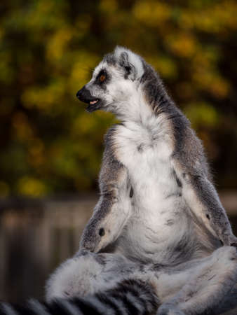 Ring-tailed lemur monkey looking around
