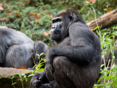 Western lowland gorilla stares in the distanceの写真素材