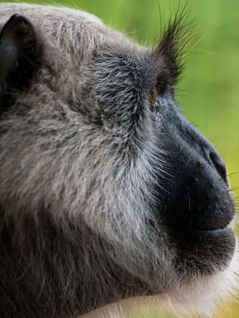 Close-up of Hanuman langoer monkey