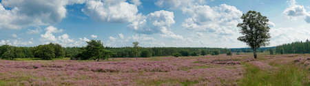 Panorama of heathland with trees early in the morningの写真素材