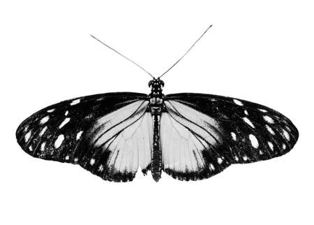 Black and white image of a butterfly