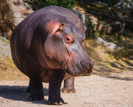 Frontal view of a mature giant hippo