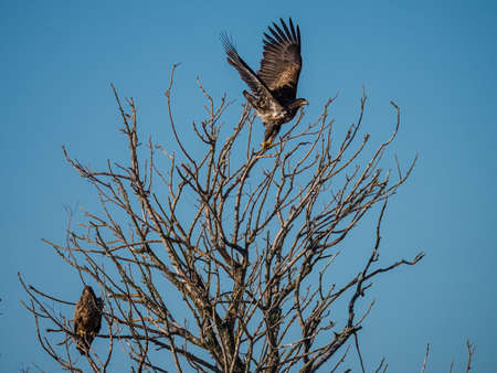 Two Immature bald eagle in a tree