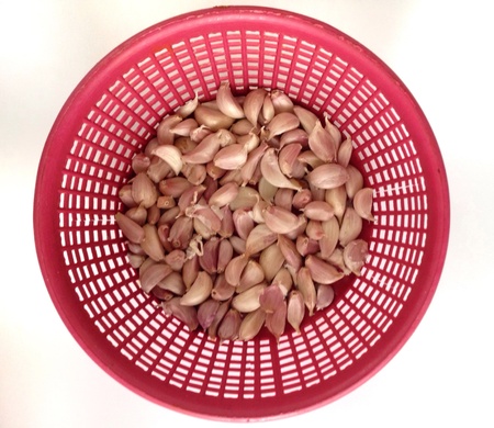 Thai garlic in the red basketの素材