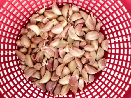 Garlics in the basketの素材