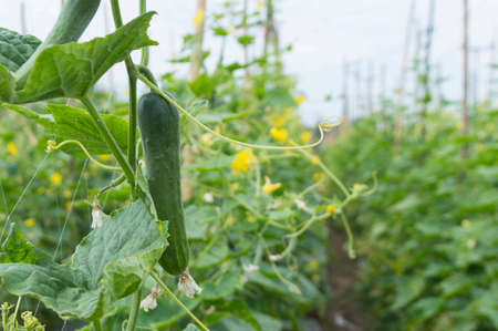 Green cucumber on a tree.Growth in vegetable farm by farmer.Agricultural season.Fresh or raw is popular to eat.View of copy space.の写真素材