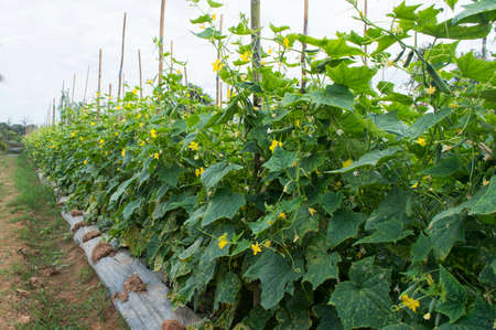 Some cucumber tree with white sky background.Economy agriculture plant of asia,View of copy space.の写真素材