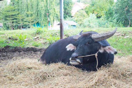 Black buffalo on dry grass.Pets of agricultural thailand.View of copy space.の写真素材