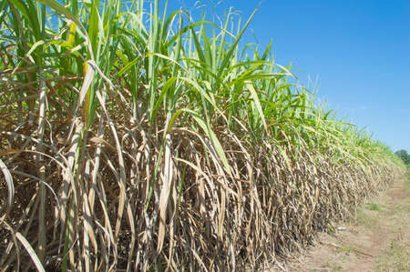 Some sugar tree with blue sky background.Economy agriculture plant of asia,View of copy space.の写真素材