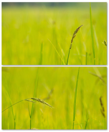 Two pictures grass flower background.Green and yellow leaves and field.Fresh and relax.Decorate bedroom or indoor interior at home.View of copy space.の写真素材