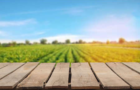 Wooden table top on blur green leaf vegetable field background in daytime.Harvest rice or whole wheat.For montage product display or design key visual layout.View of copy space.の写真素材