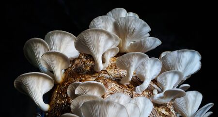 Indoor Mushroom Farming in India