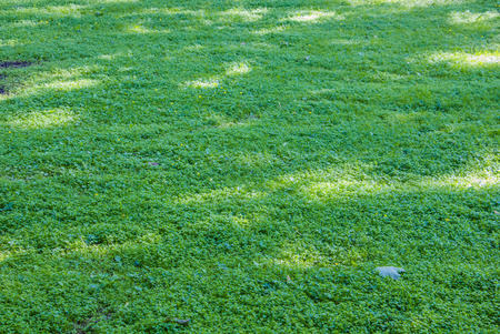Field of green grassの写真素材