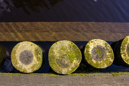 Old tree trunk with moss in the waterの写真素材