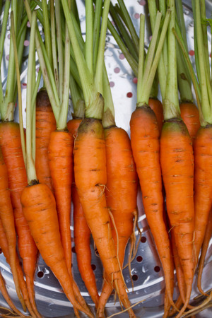 Baby carrot in the boilerの写真素材