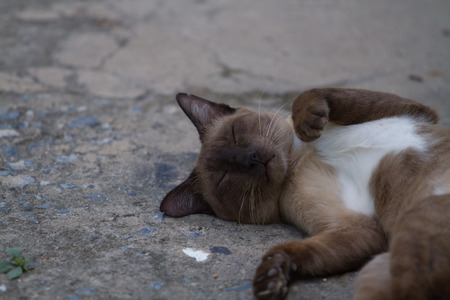 The Brown cat  Sleeping on The Groundの写真素材