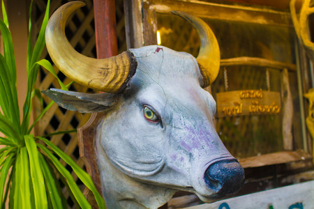 Bull's Head in the Big Woods.の写真素材