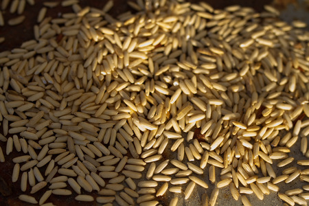 Jasmine paddy to dry before cooking.の写真素材