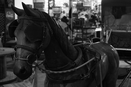 30 year old horse harnessの写真素材
