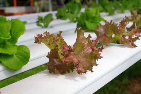 Step set-grown Hydroponic And How to grow carefully.の写真素材
