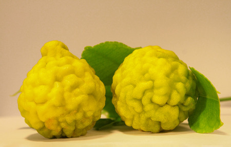 Thai Bergamot is vegetable used for cooking To have a delicious taste And there are many useful herbs Such as used in the care of the hair and scalp, with white backgroundの写真素材