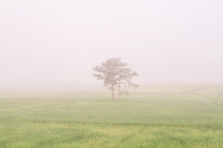 jusmin rice field with foggy morning in thailand.の写真素材