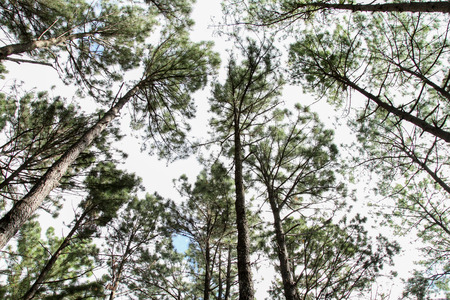 Bo Kaeo Pine Tree Garden Bo Luang, Hot District, Chiang Maiの写真素材
