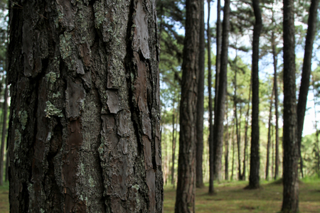 Bo Kaeo Pine Tree Garden Bo Luang, Hot District, Chiang Maiの写真素材