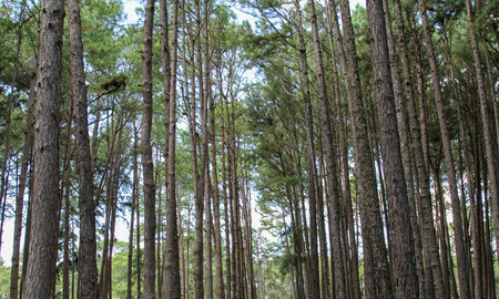 Bo Kaeo Pine Tree Garden Bo Luang, Hot District, Chiang Maiの写真素材