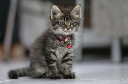 Persian kittens are sitting neer chair at home in Thailand.の写真素材