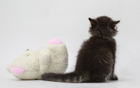 black Persian kittens are seeing font white screen at home in Thailand.の写真素材