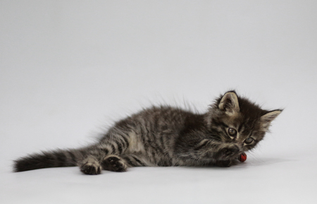 black Persian kittens are seeing font white screen at home in Thailand.の写真素材