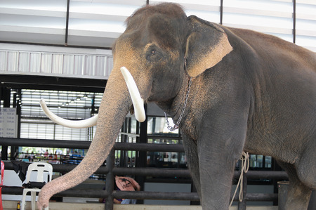 Thai elephants in the zooの写真素材