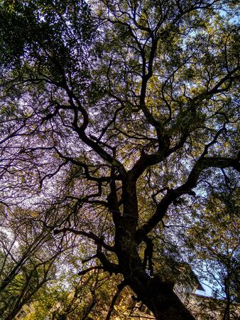 TREEの写真素材