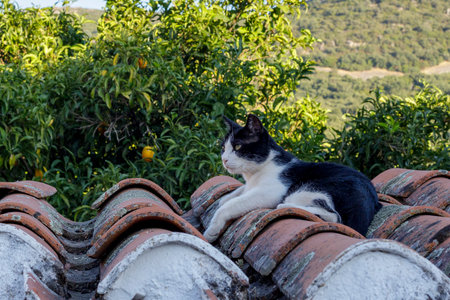 Cats from a feline colonyの写真素材