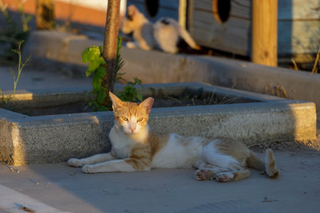 Cats from a feline colonyの写真素材