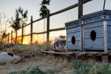 Cats from a feline colonyの写真素材