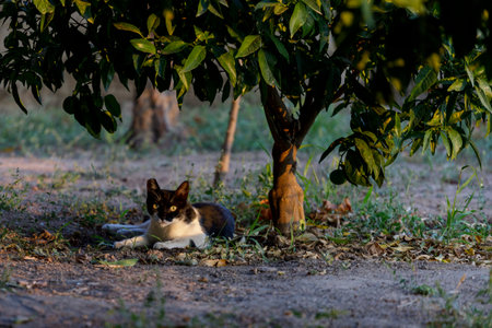 Cats from a feline colonyの写真素材