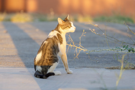 Cats from a feline colonyの写真素材